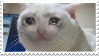 Cry Cat